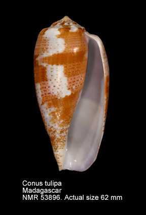 Conus tulipa.jpg - Conus tulipaLinnaeus,1758